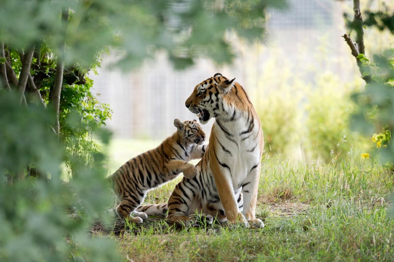 tiger photoshoot 0014