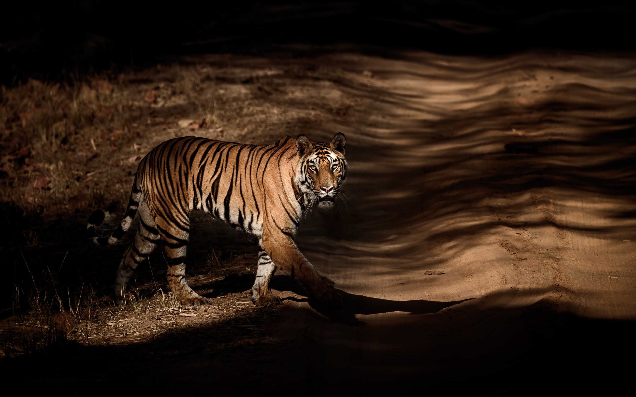 tiger photoshoot 0015