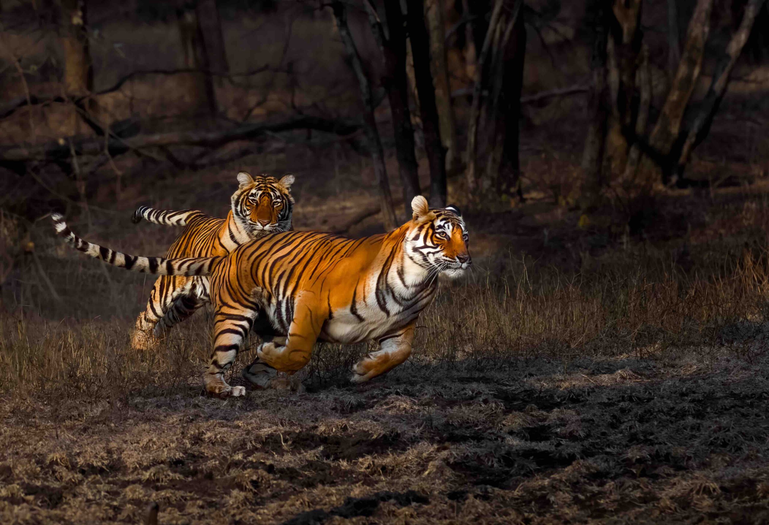 tiger photoshoot 0017