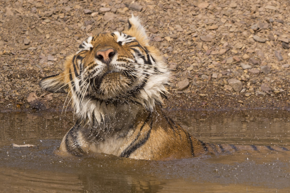 tiger photoshoot 0018