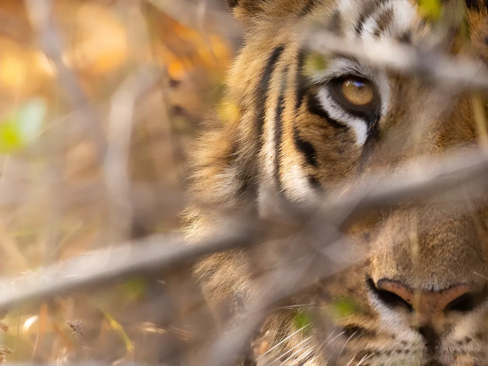 tiger photoshoot 0019
