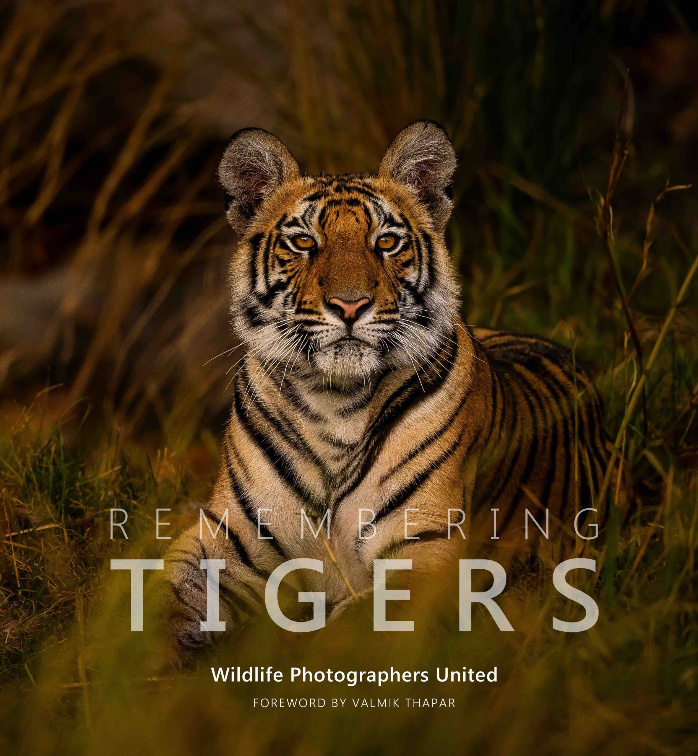tiger photoshoot 0020