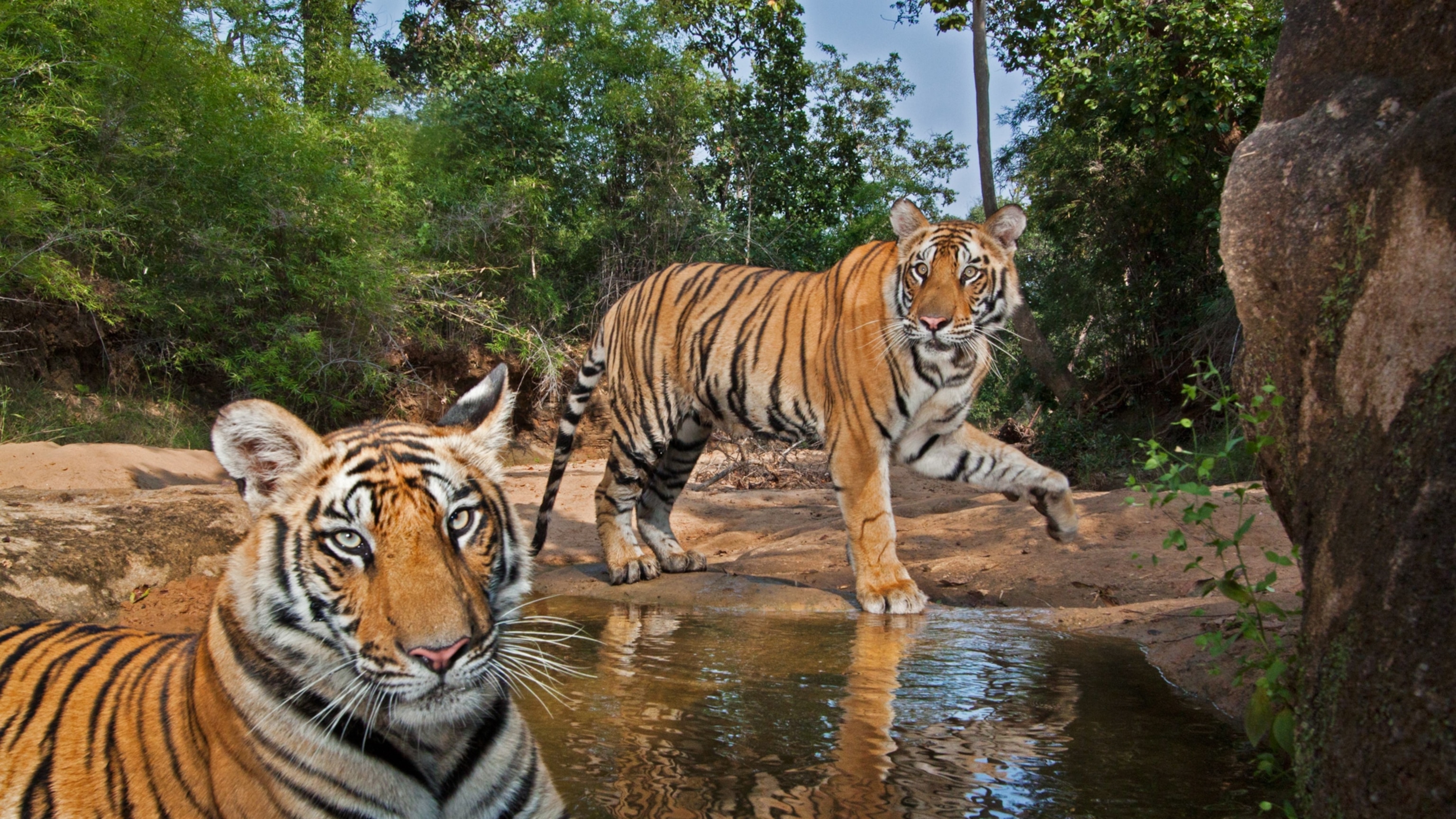 tiger photoshoot 0021