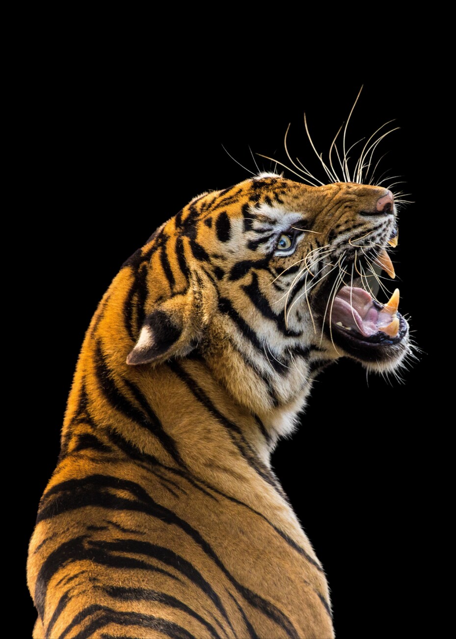tiger photoshoot 0022