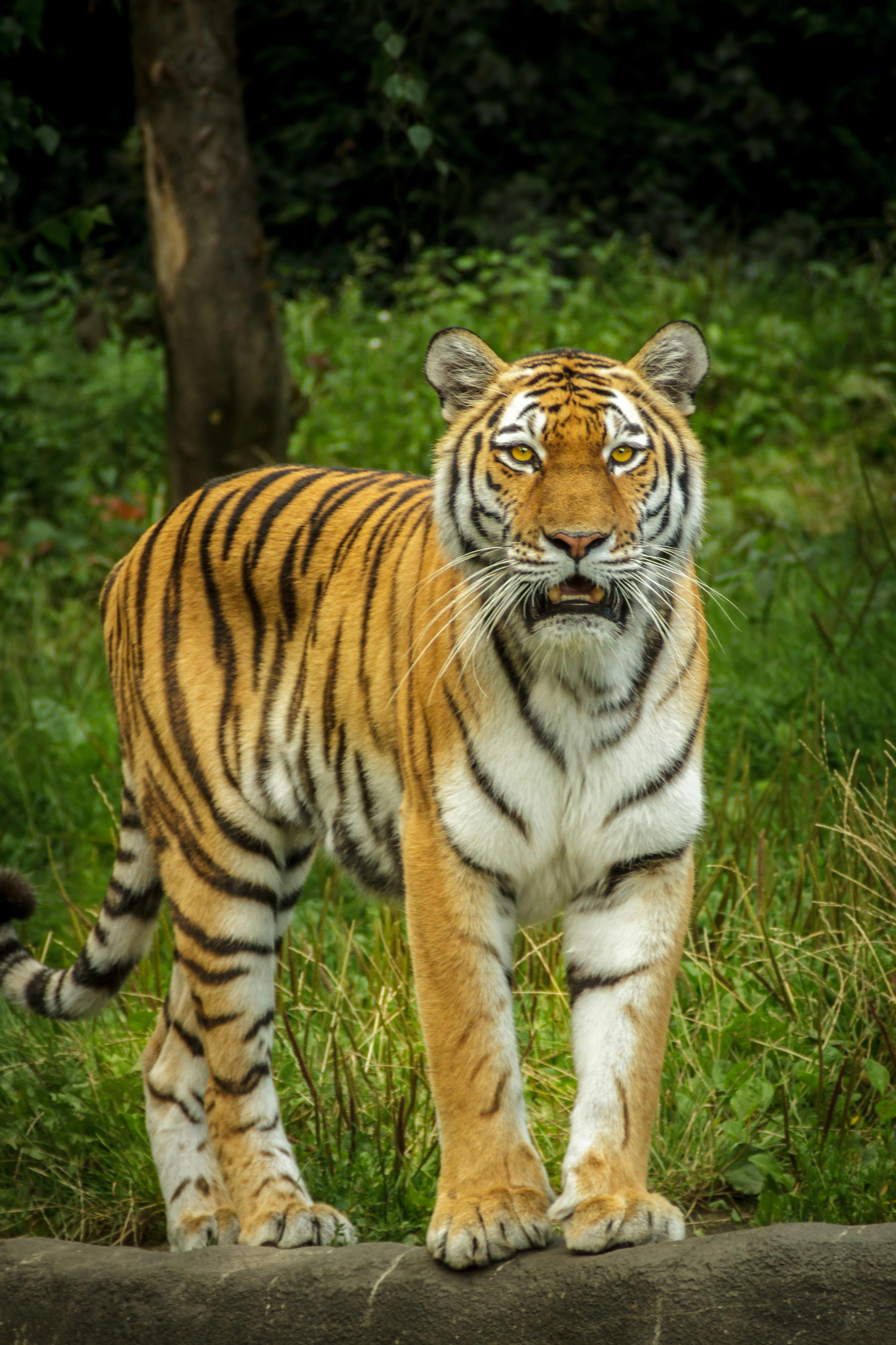 tiger photoshoot 0023