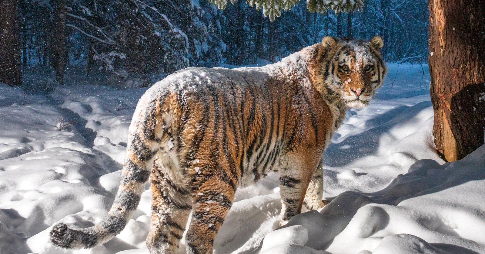 tiger photoshoot 0024