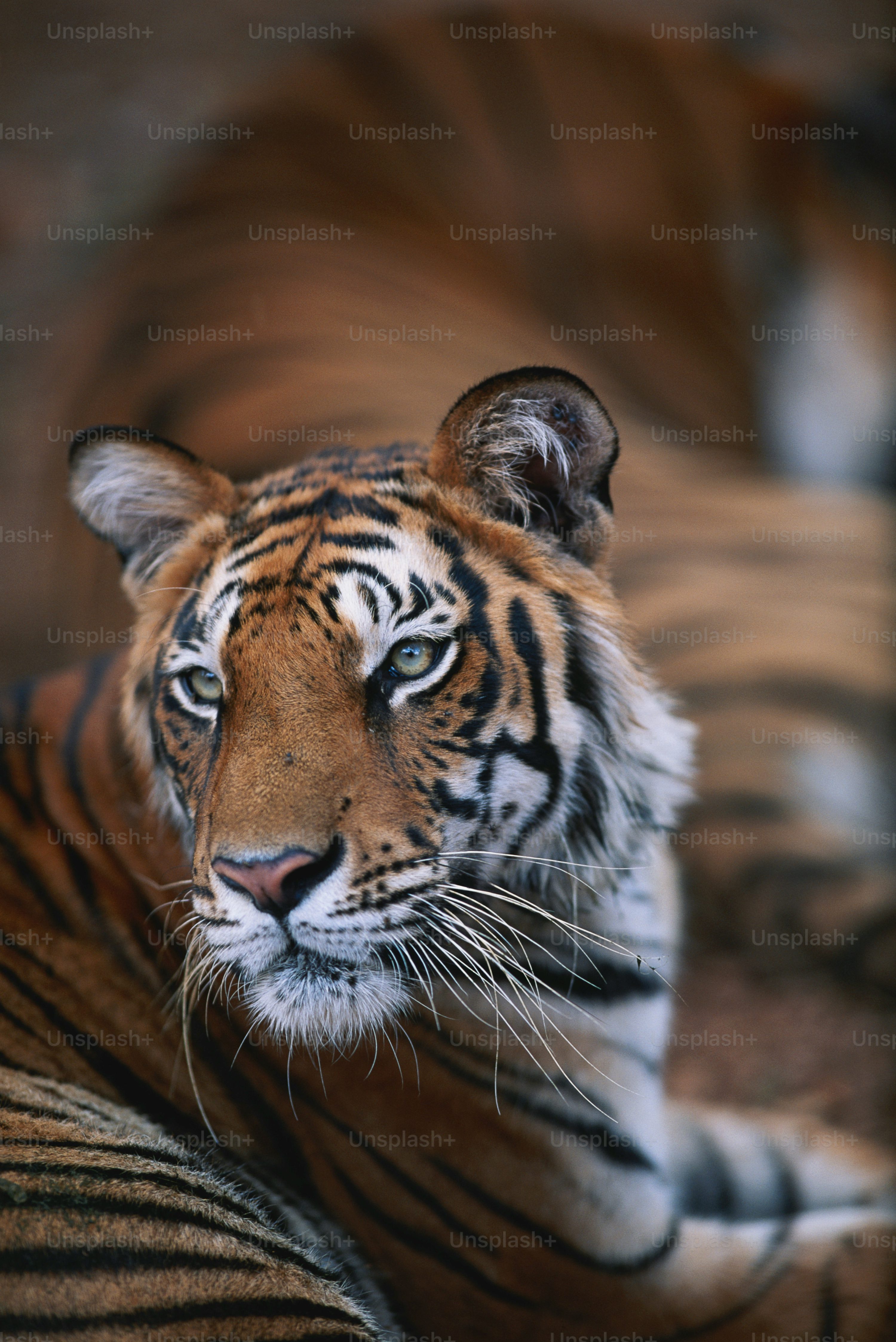 tiger photoshoot 0026