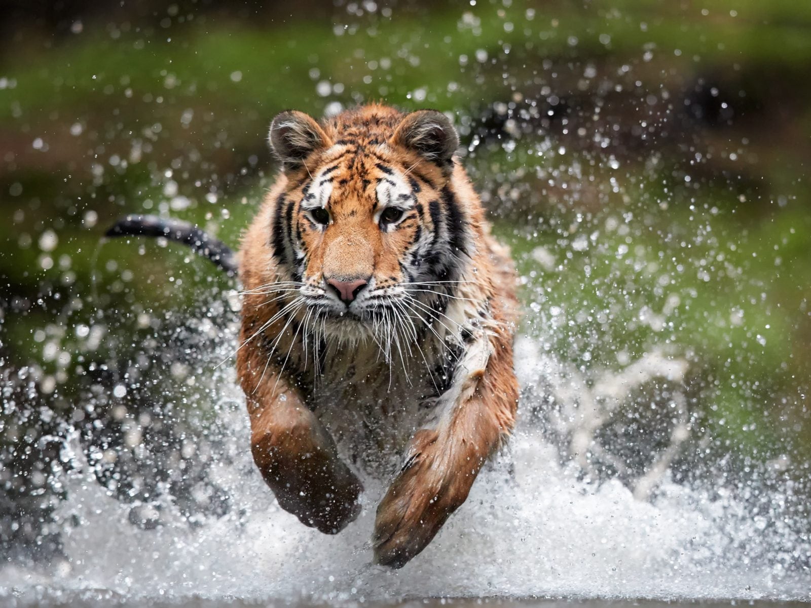 tiger photoshoot 0027