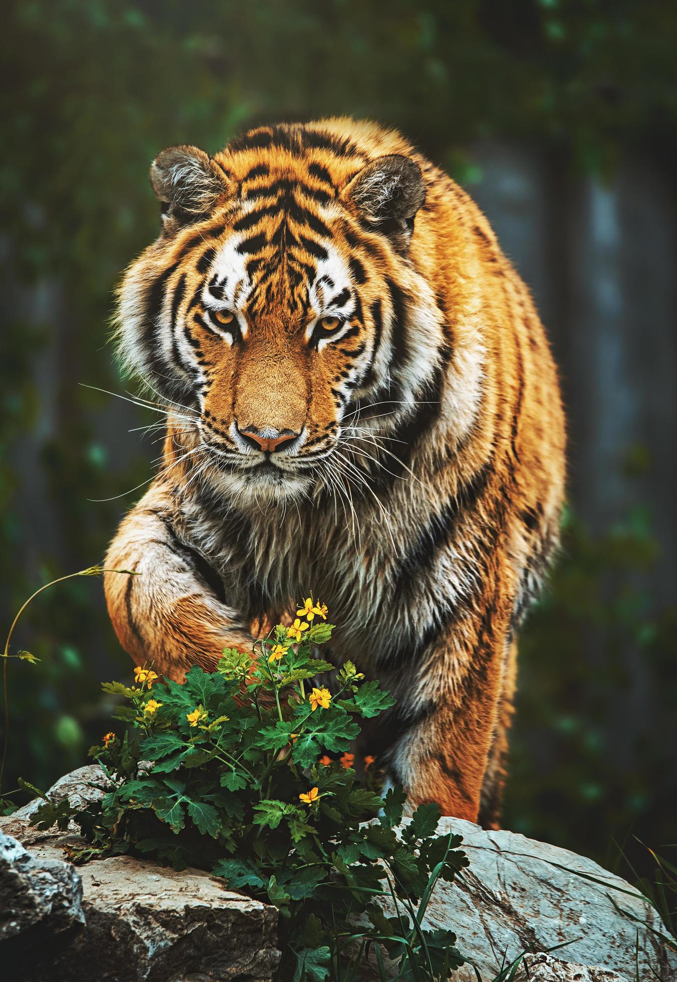tiger photoshoot 0028