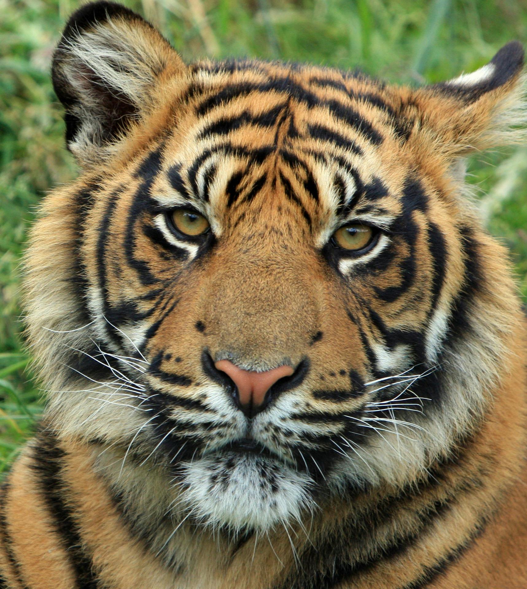 tiger photoshoot 0029