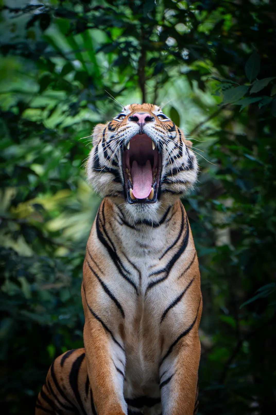 tiger photoshoot 0030