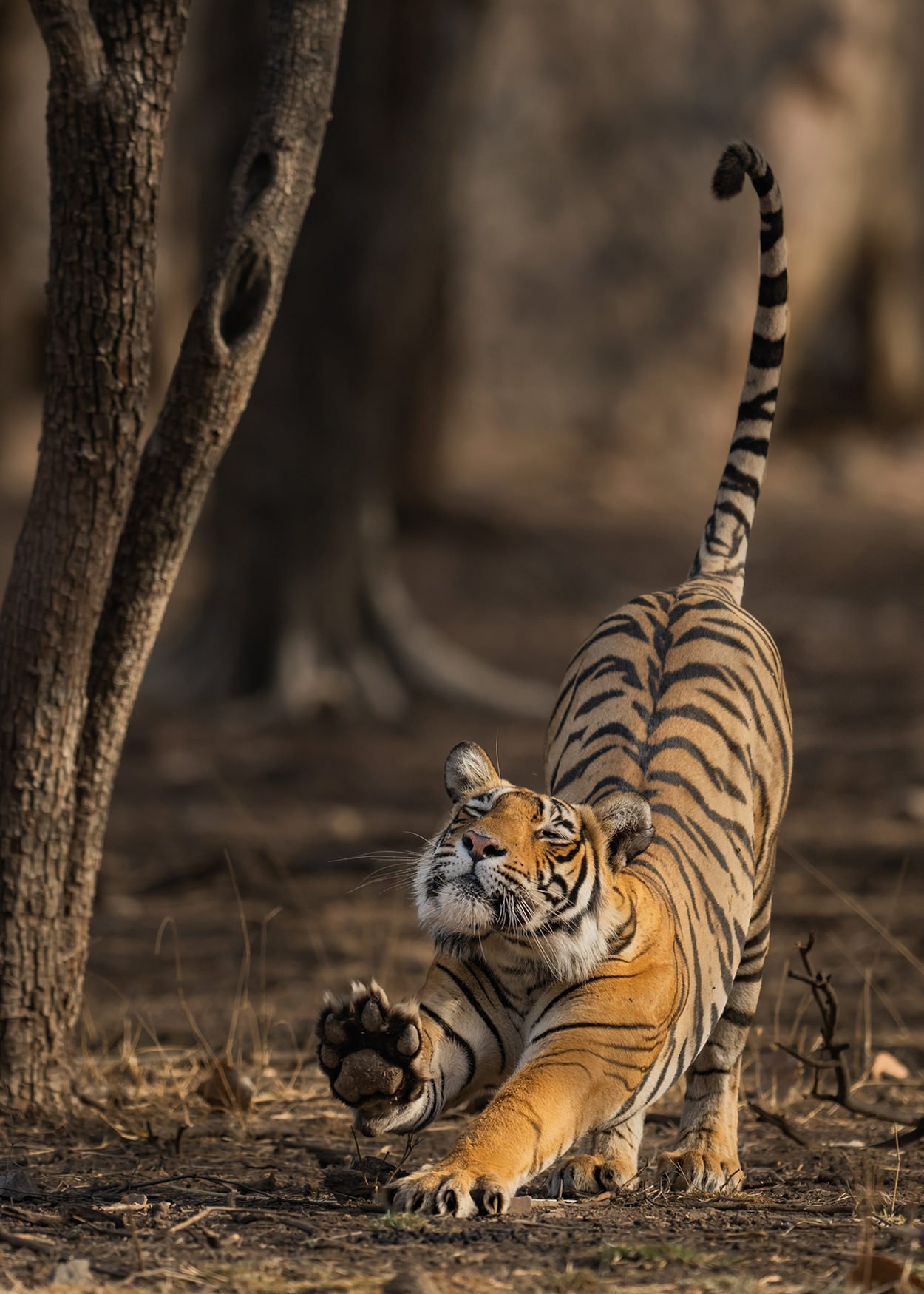 tiger photoshoot 0033