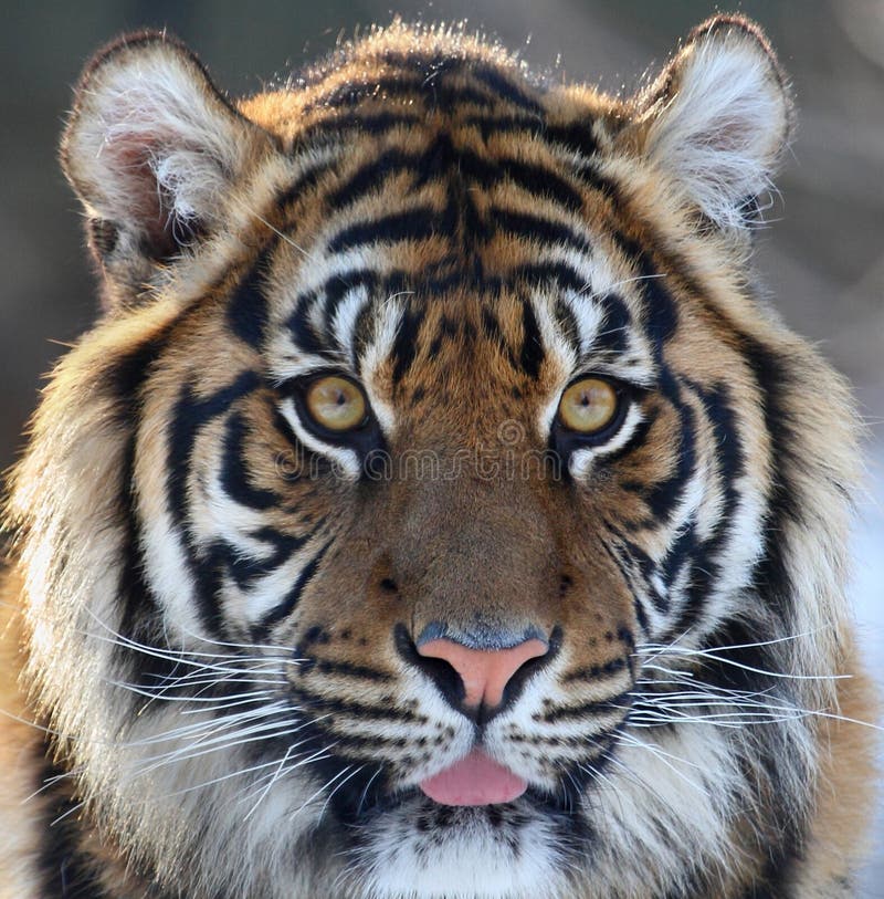 tiger photoshoot 0034