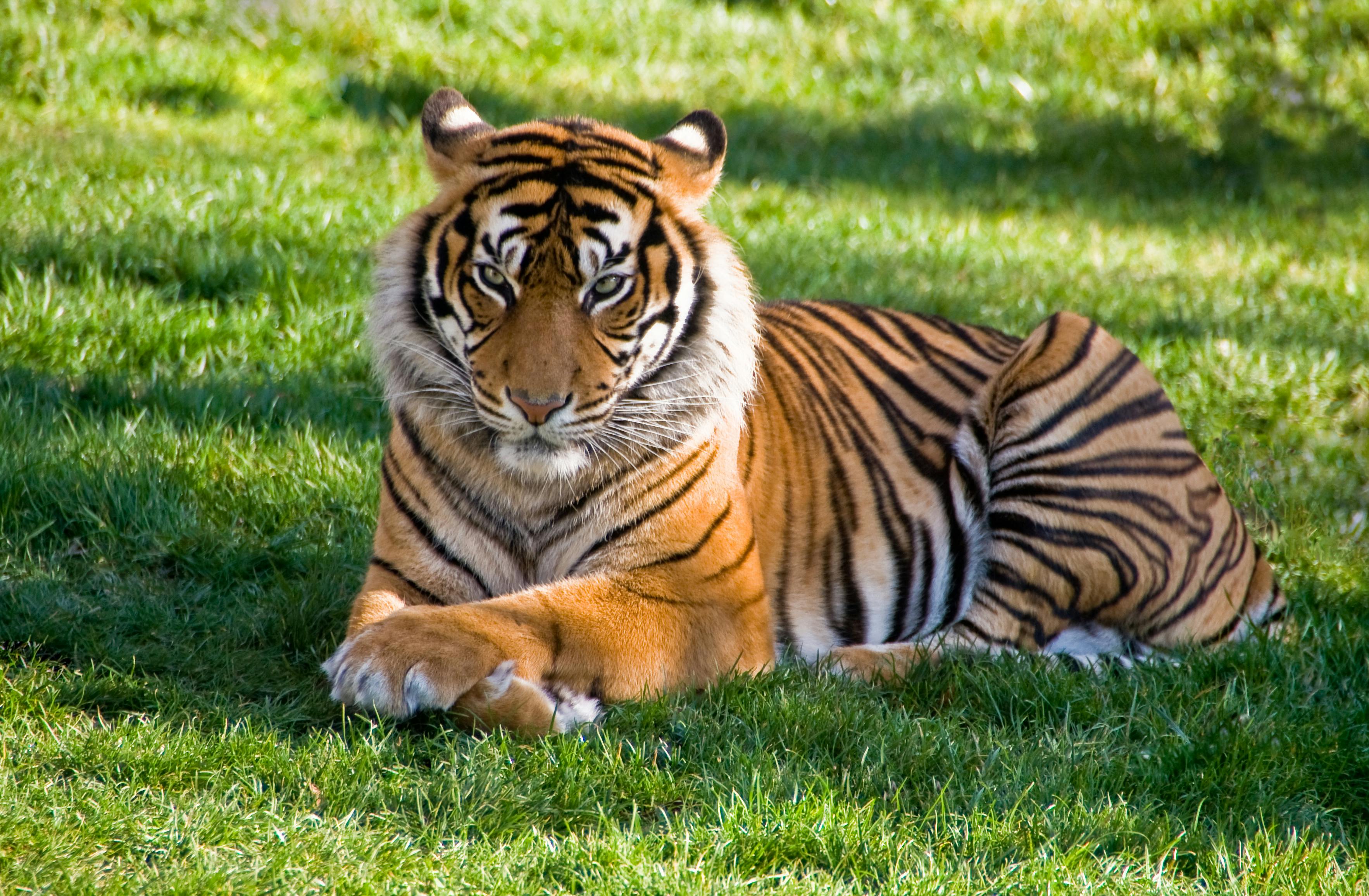 tiger photoshoot 0035