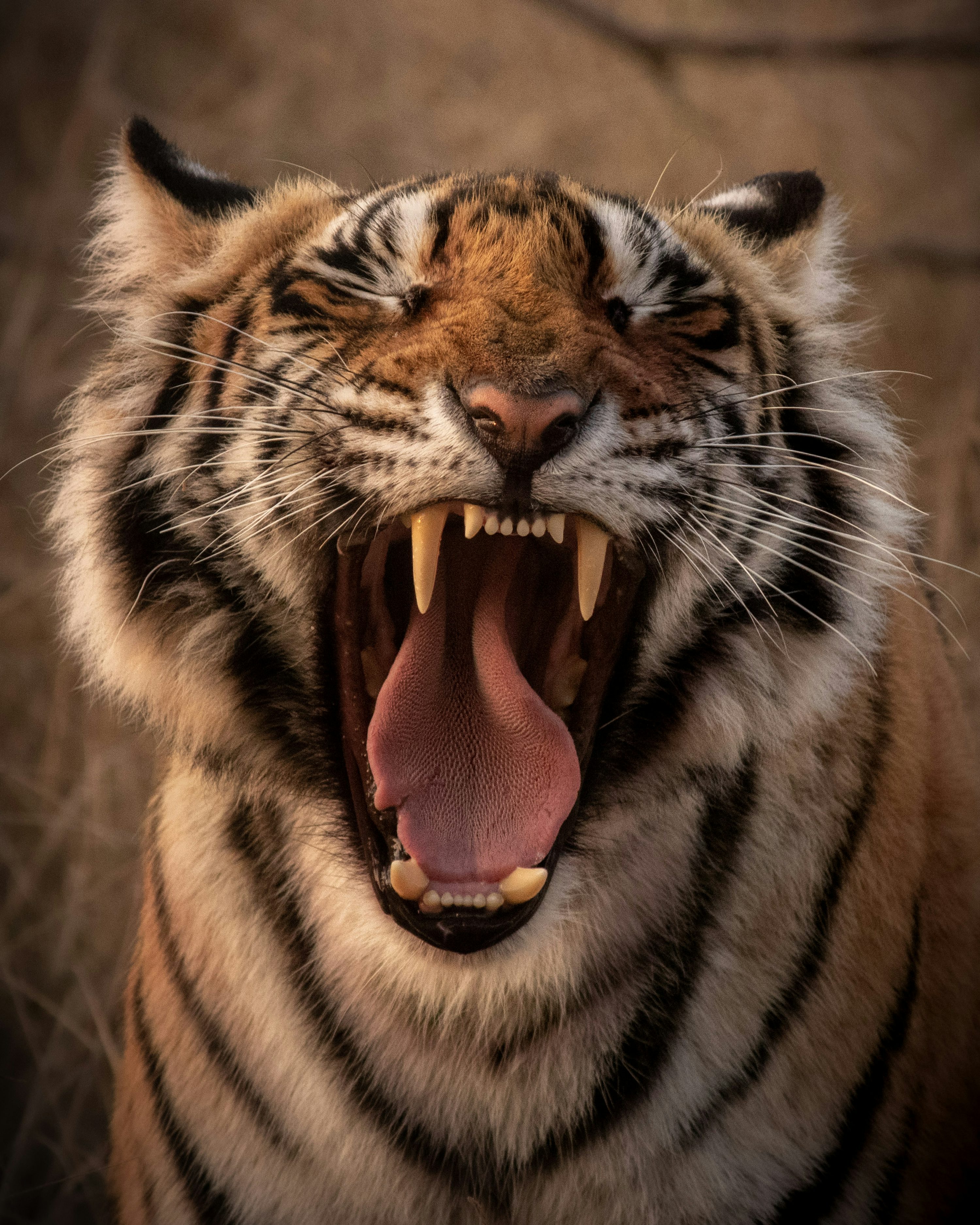 tiger photoshoot 0036