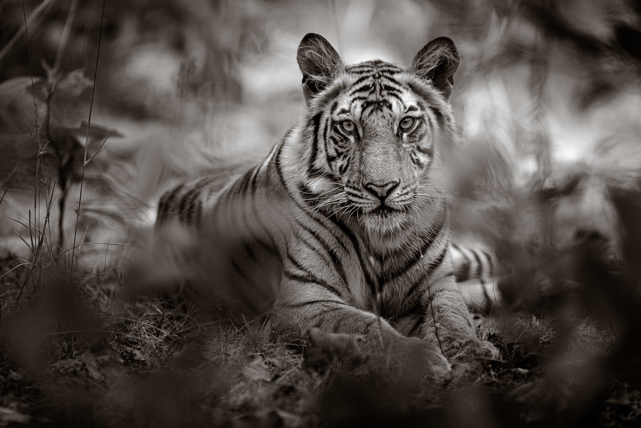 tiger photoshoot 0037