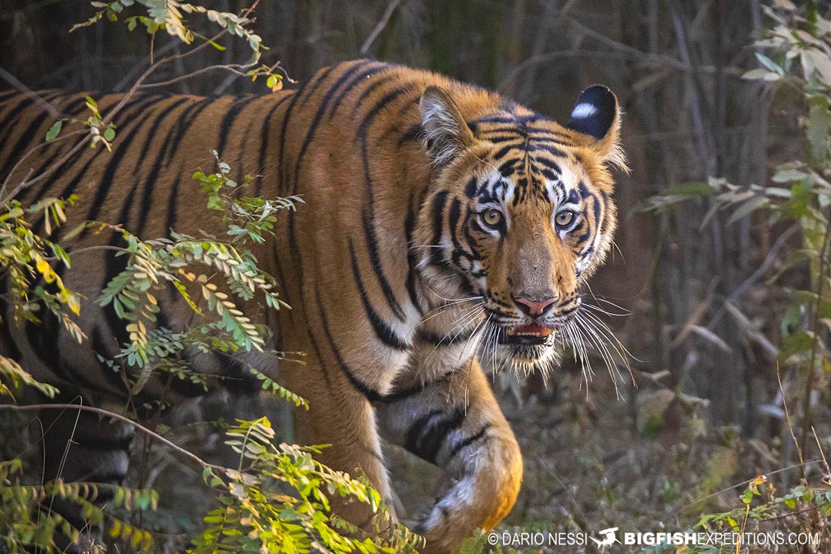 tiger photoshoot 0038