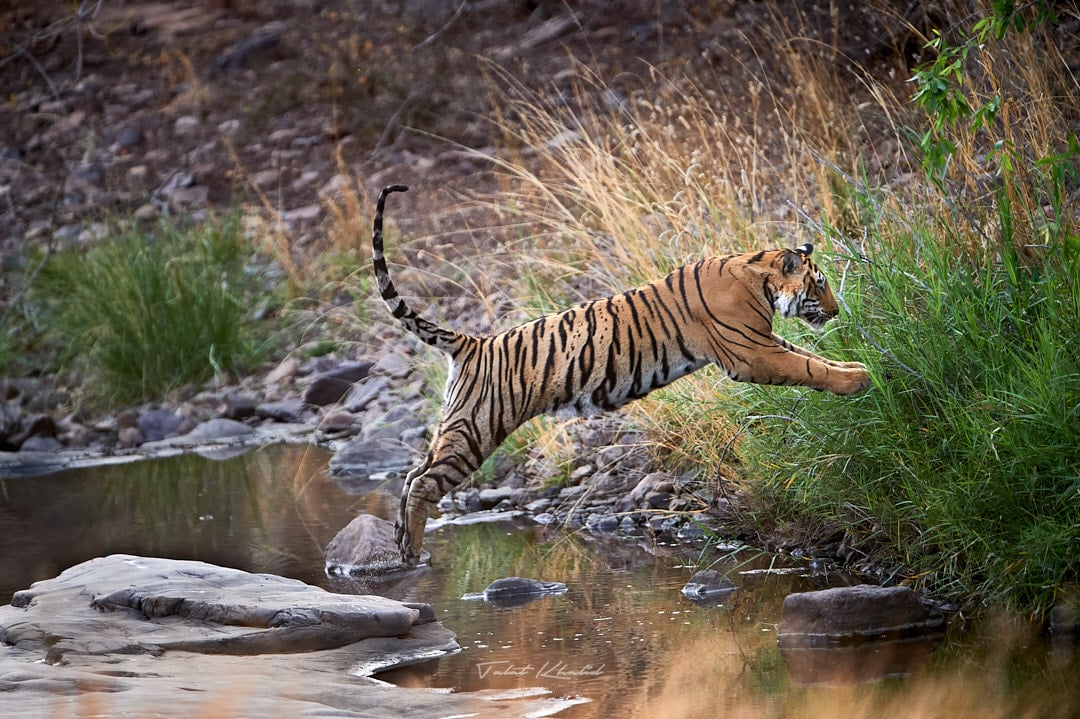 tiger photoshoot 0039