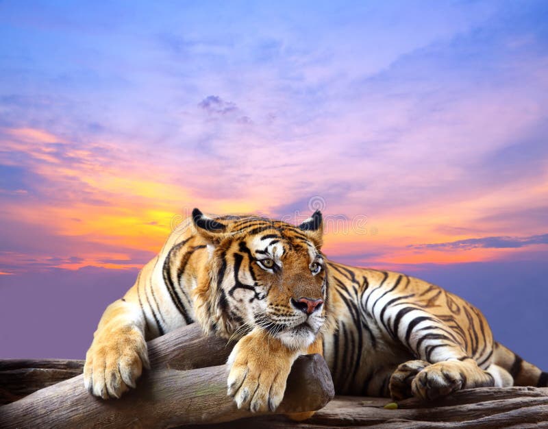 tiger photoshoot 0040