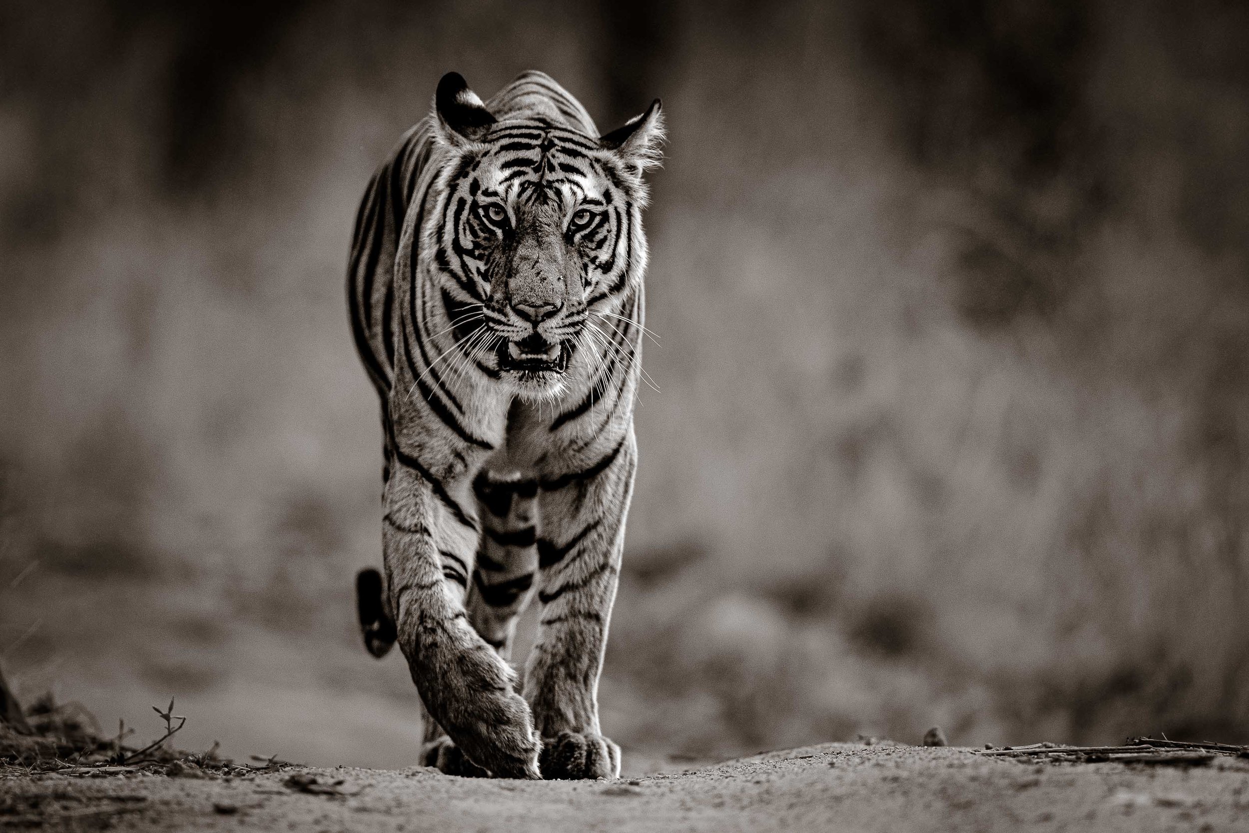 tiger photoshoot 0041
