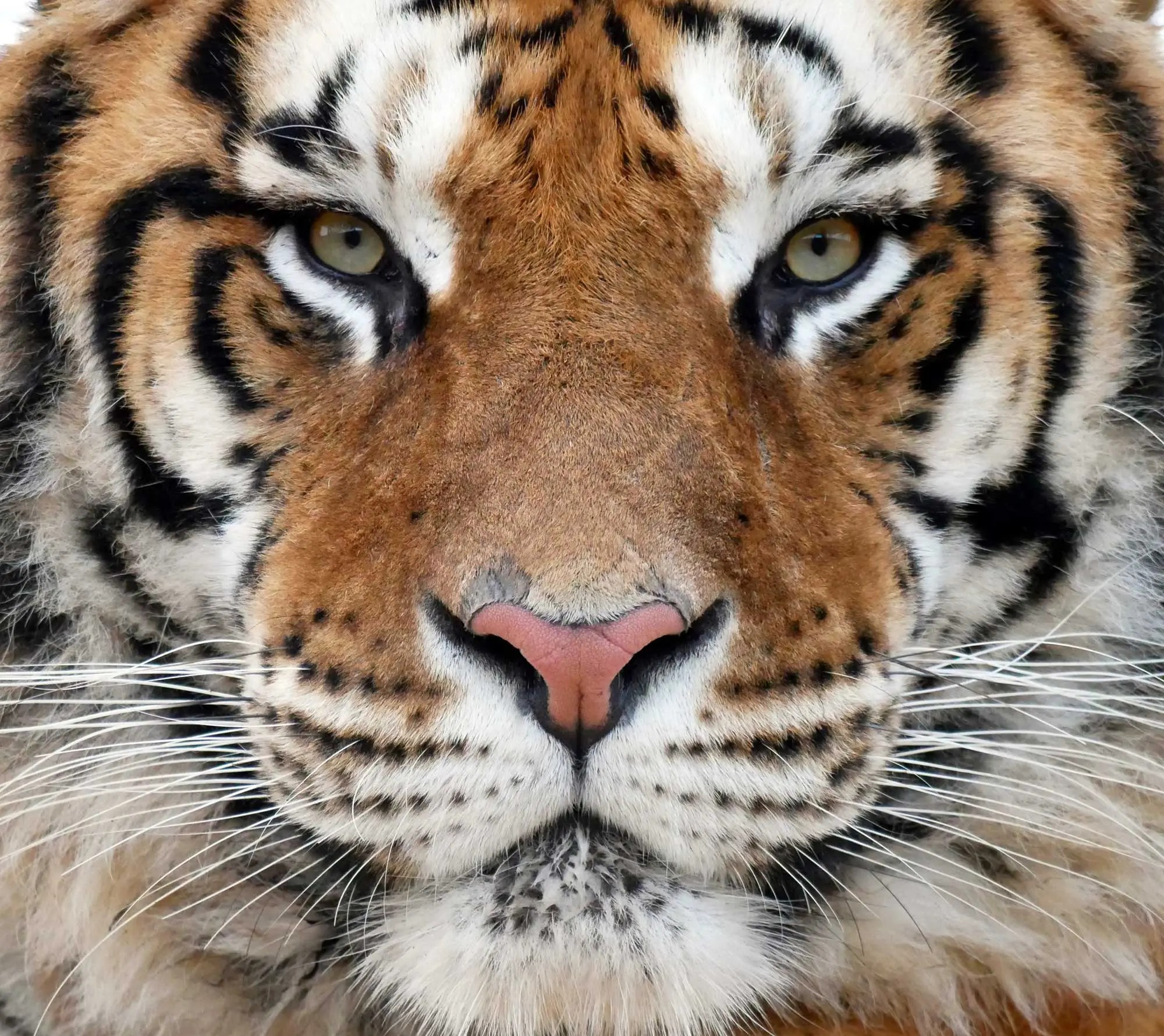tiger photoshoot 0042