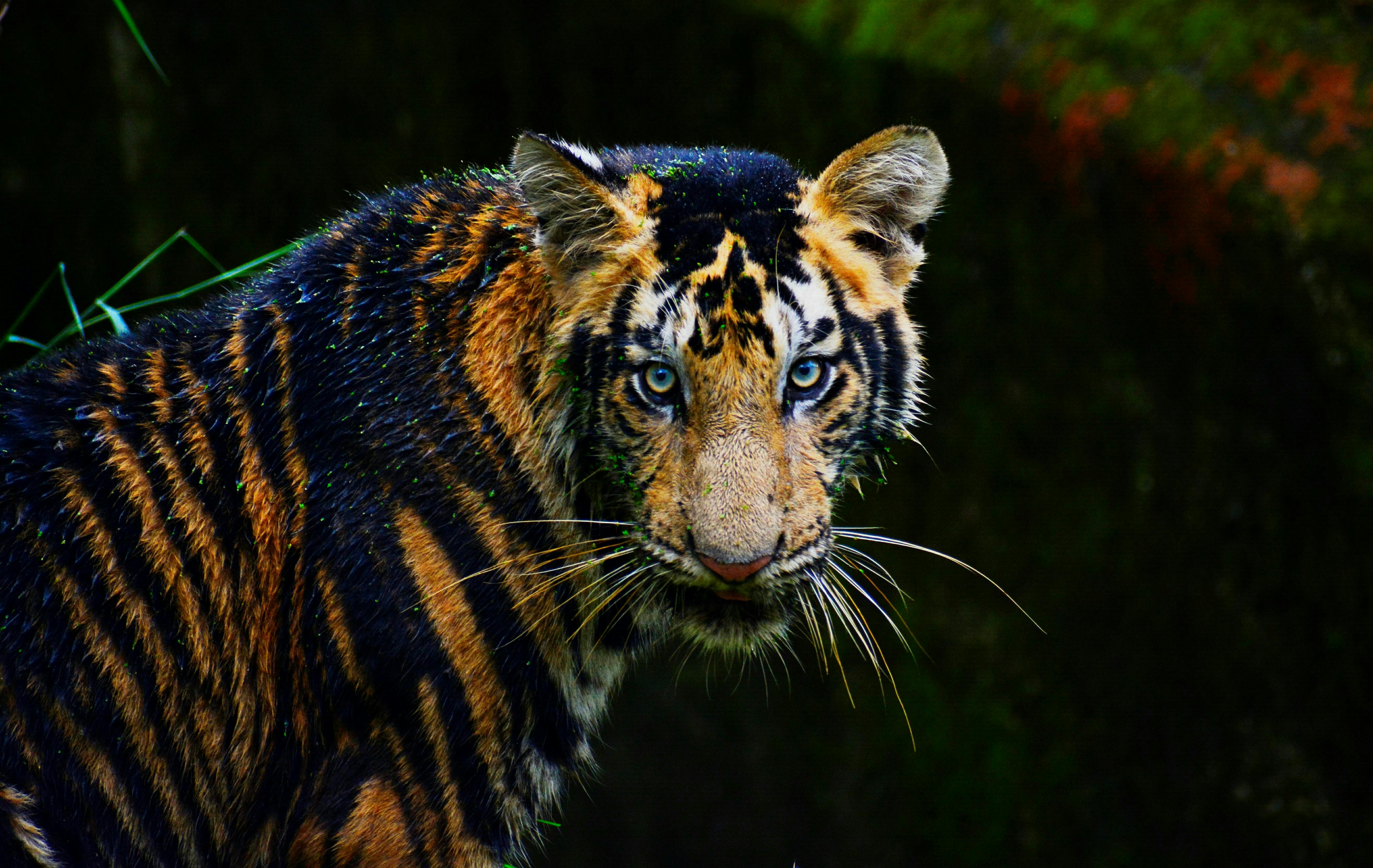 tiger photoshoot 0043