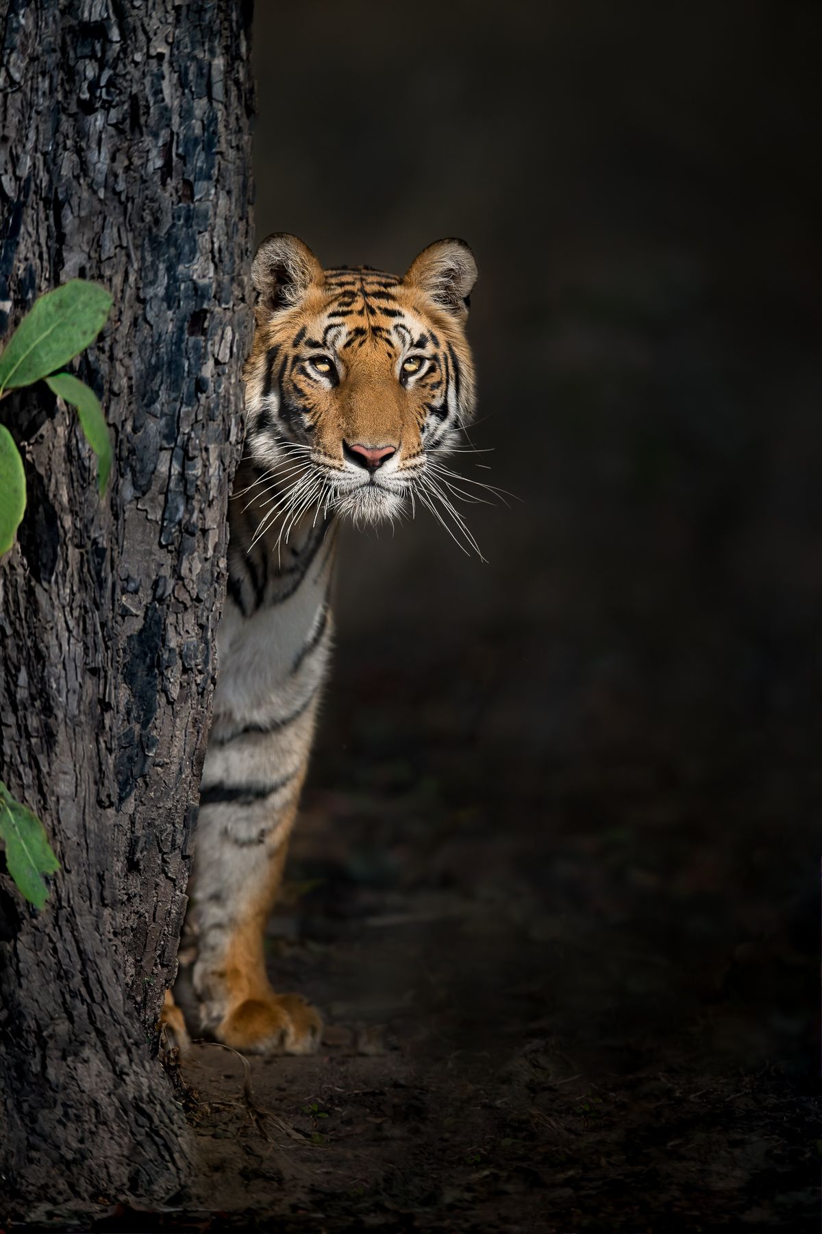 tiger photoshoot 0044
