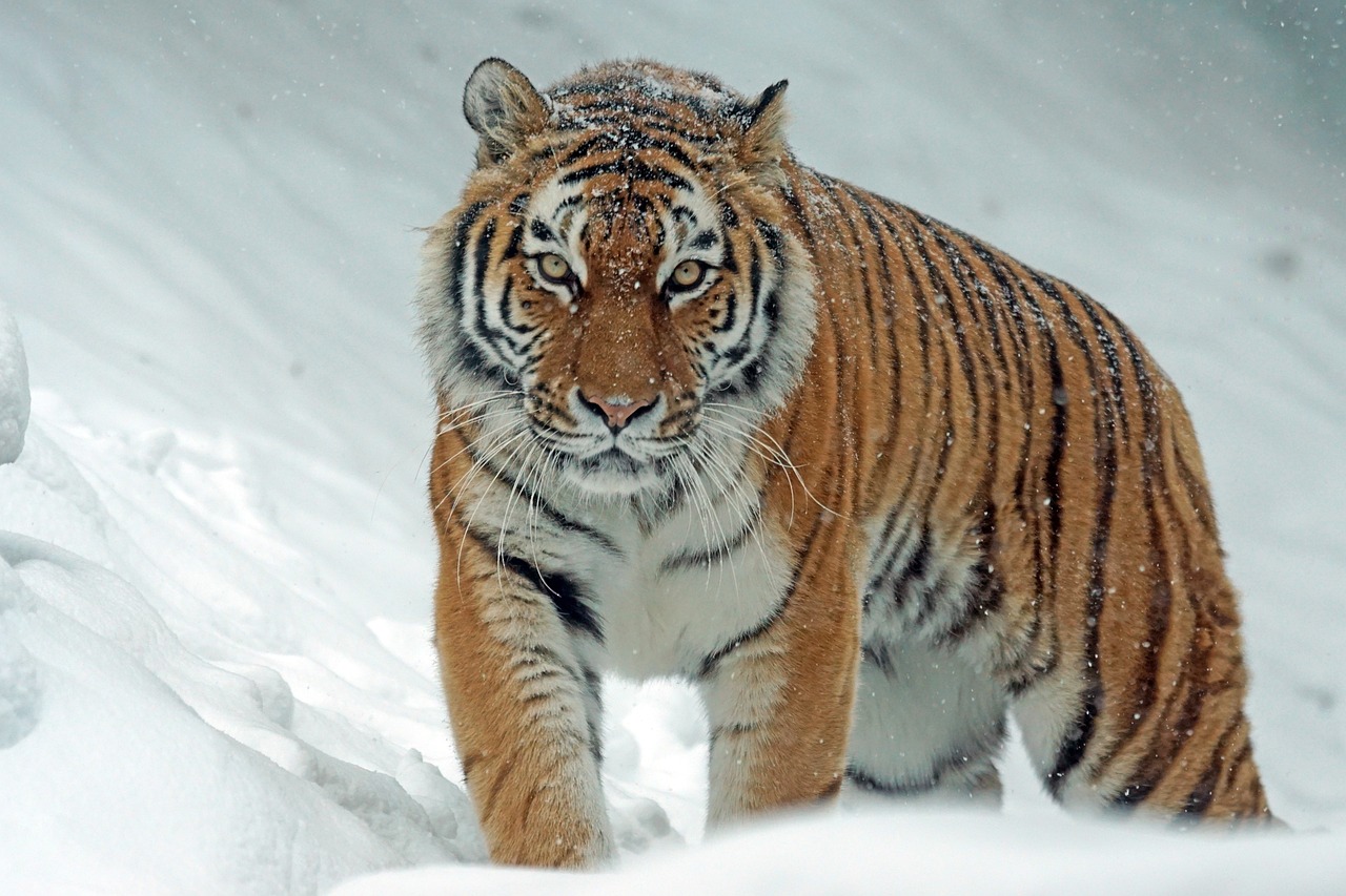 tiger photoshoot 0045