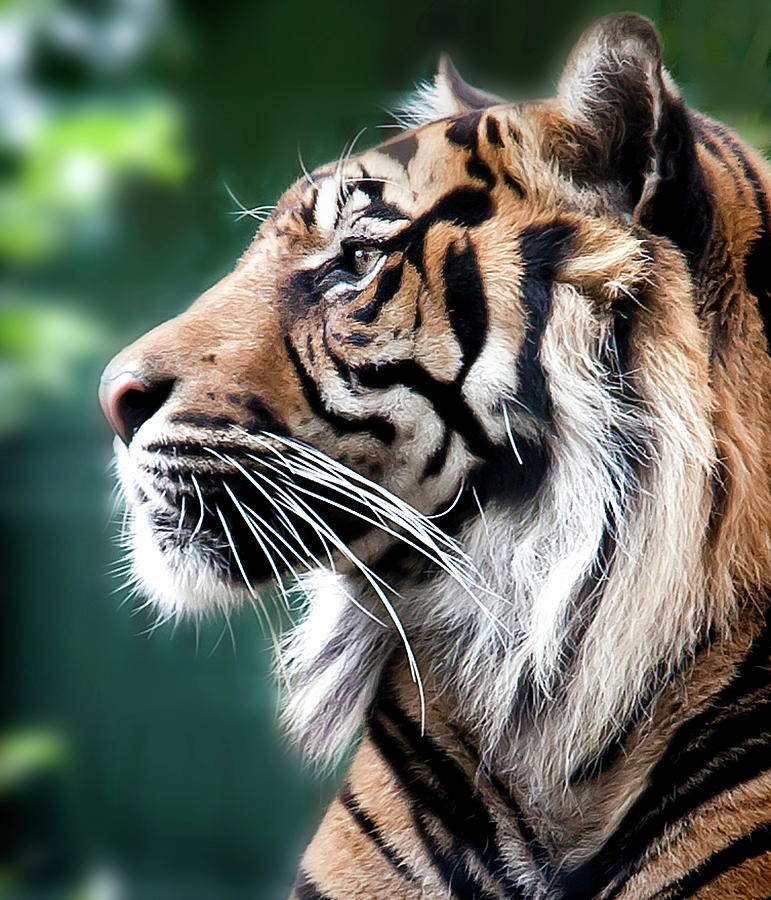 tiger photoshoot 0048