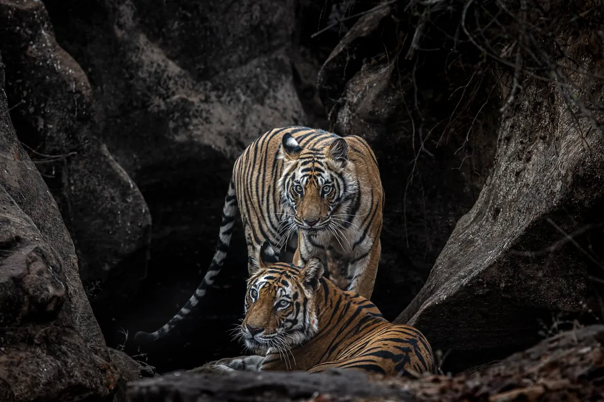 tiger photoshoot 0049