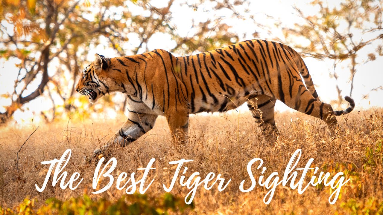 tiger picture