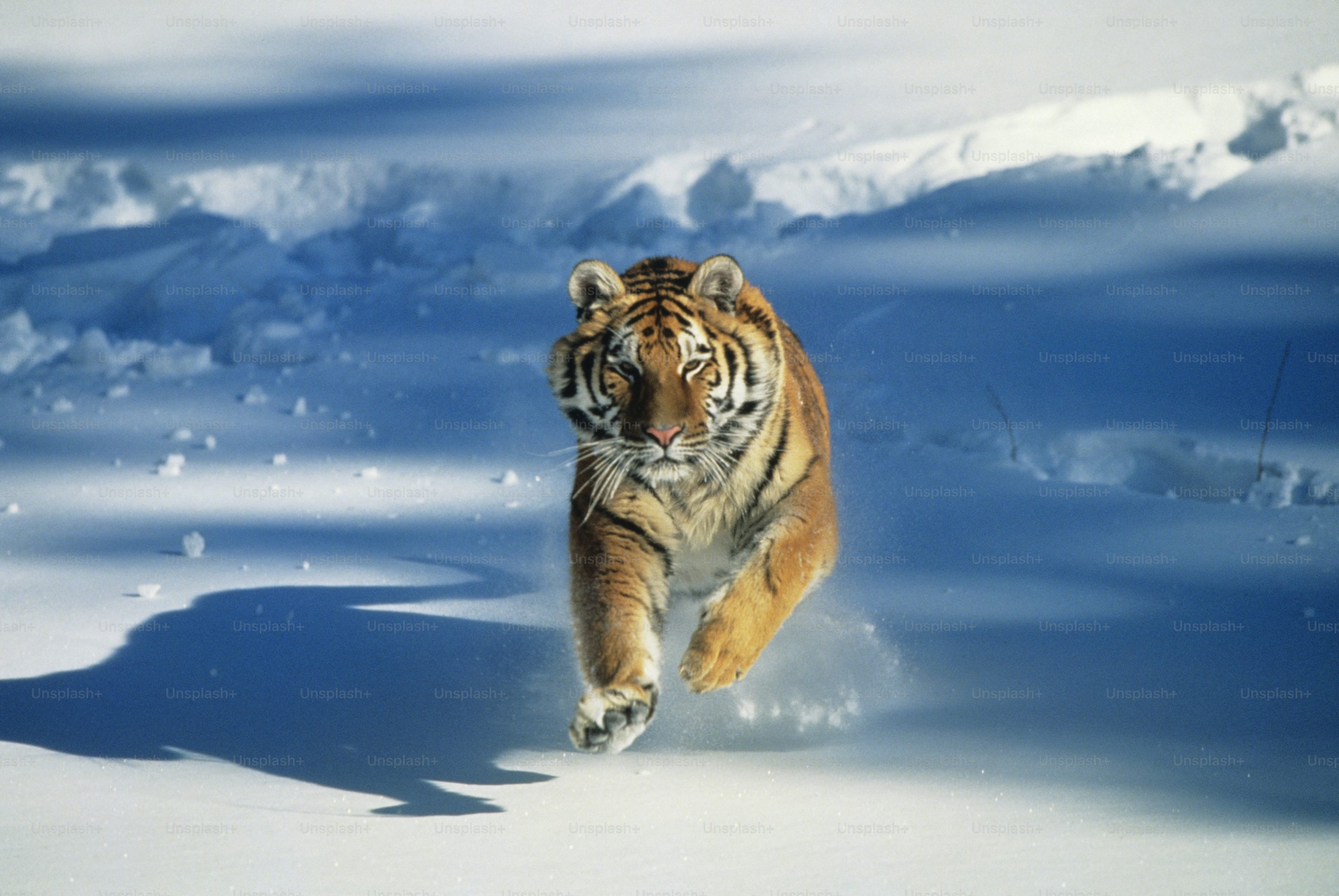 tiger portrait photography
