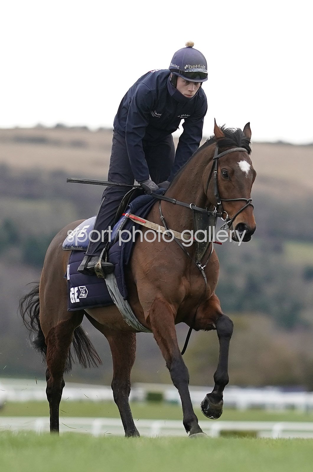tiger roll cheltenham 0010