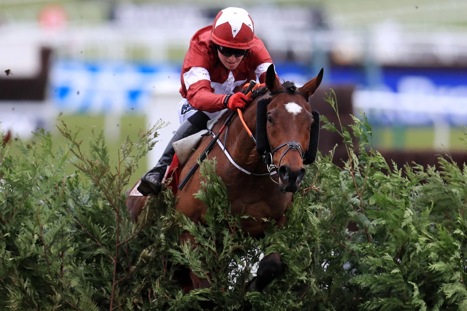 tiger roll cheltenham 0014
