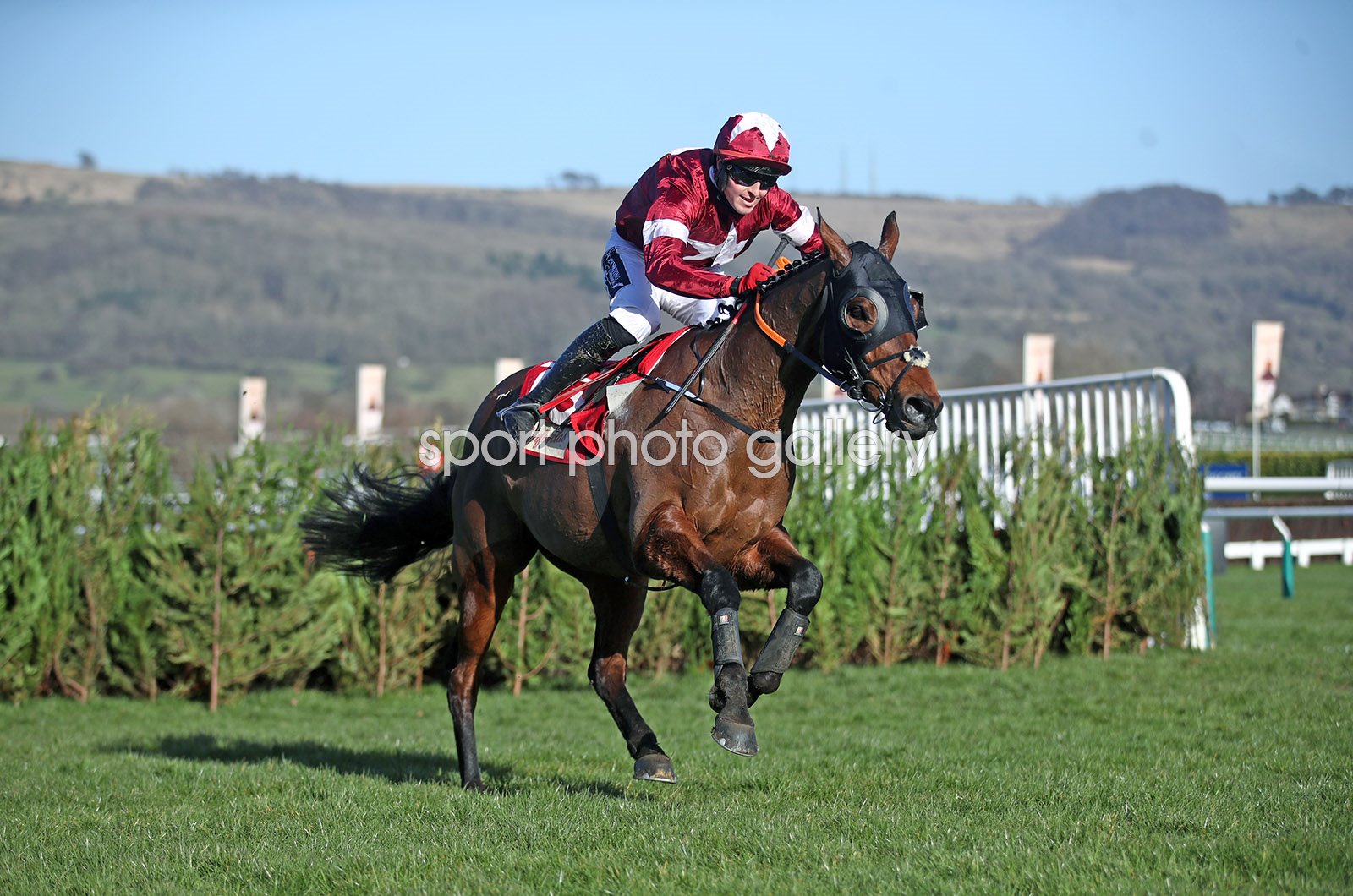 tiger roll cheltenham 0023