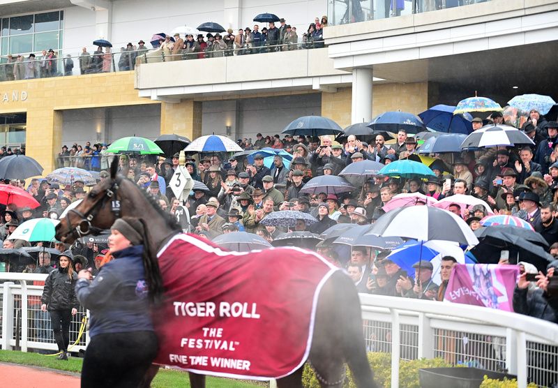 tiger roll cheltenham 0034