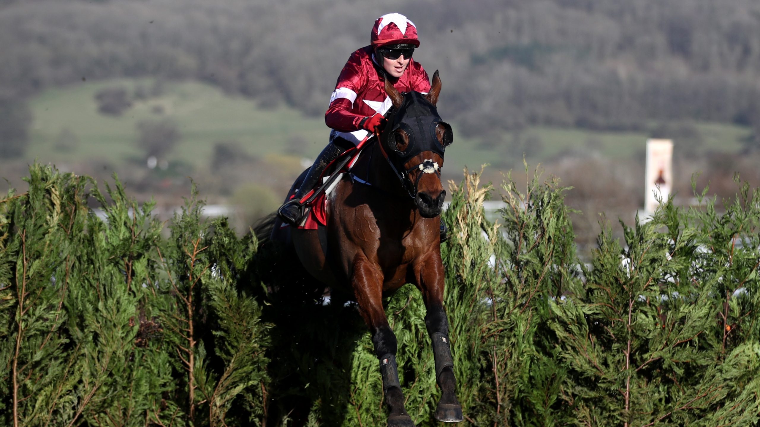 tiger roll cheltenham 0041
