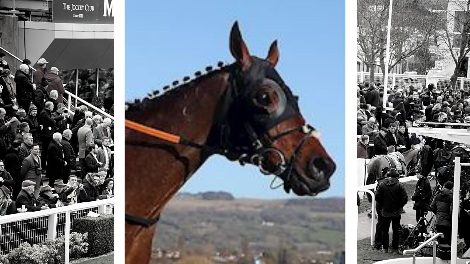 tiger roll cheltenham 0042