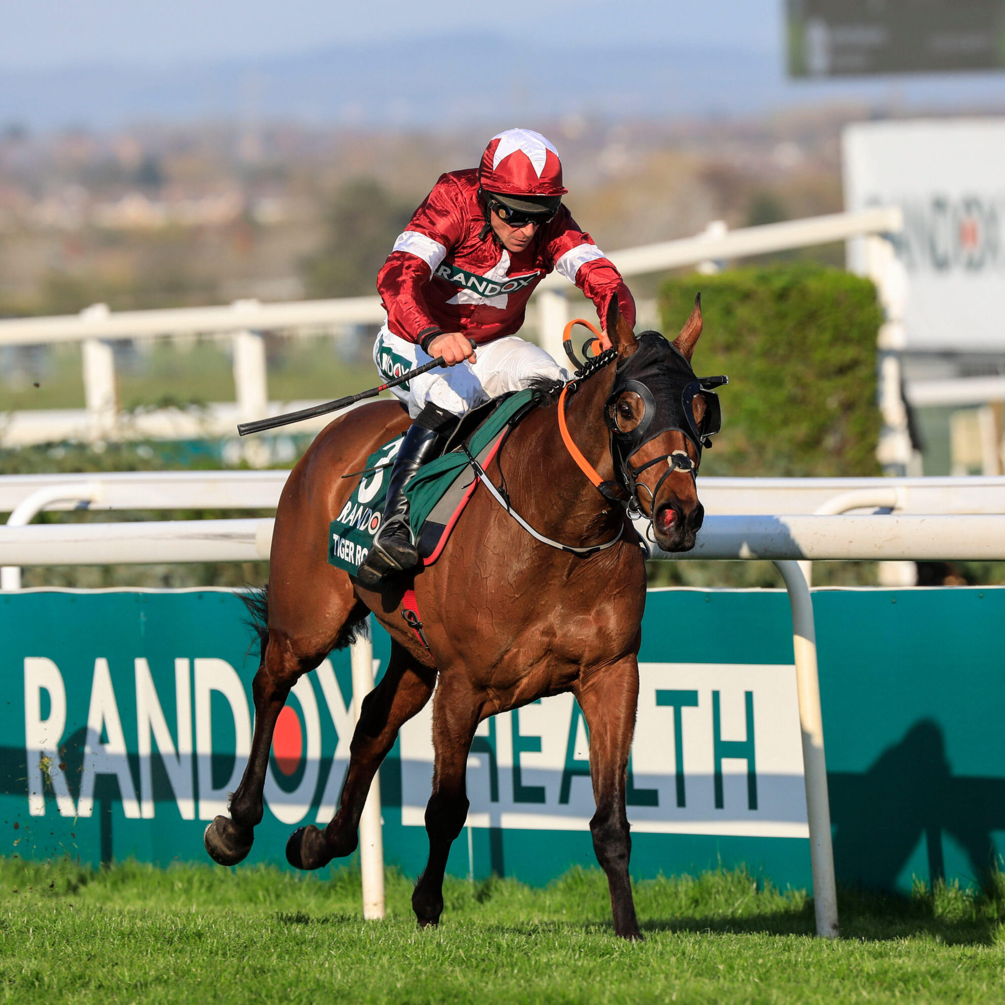 tiger roll next race 0012