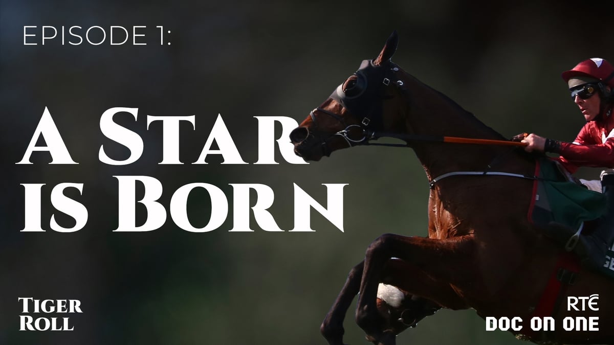 tiger roll next race 0035
