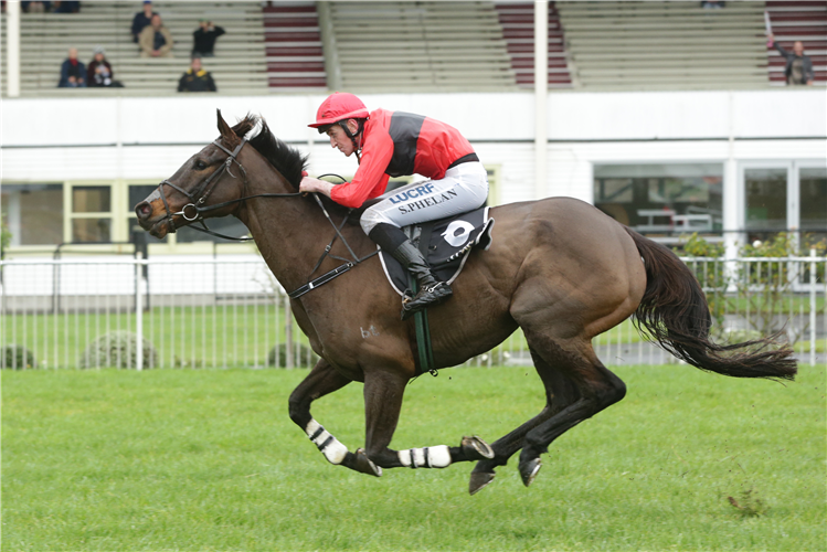 tiger roll next race 0038