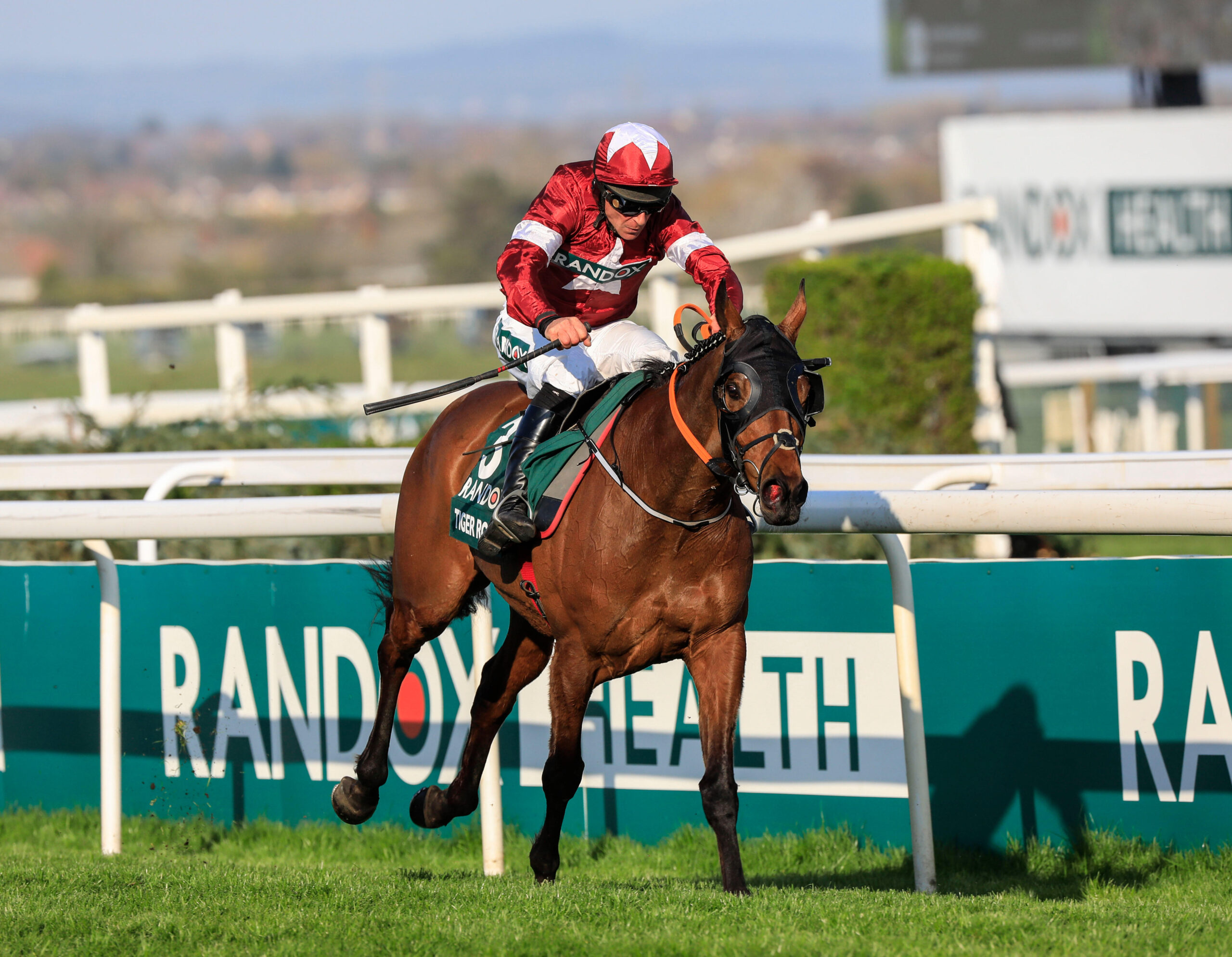 tiger roll next race 0046