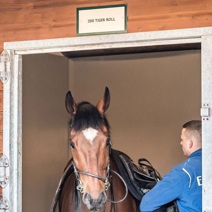 tiger roll next race 0047