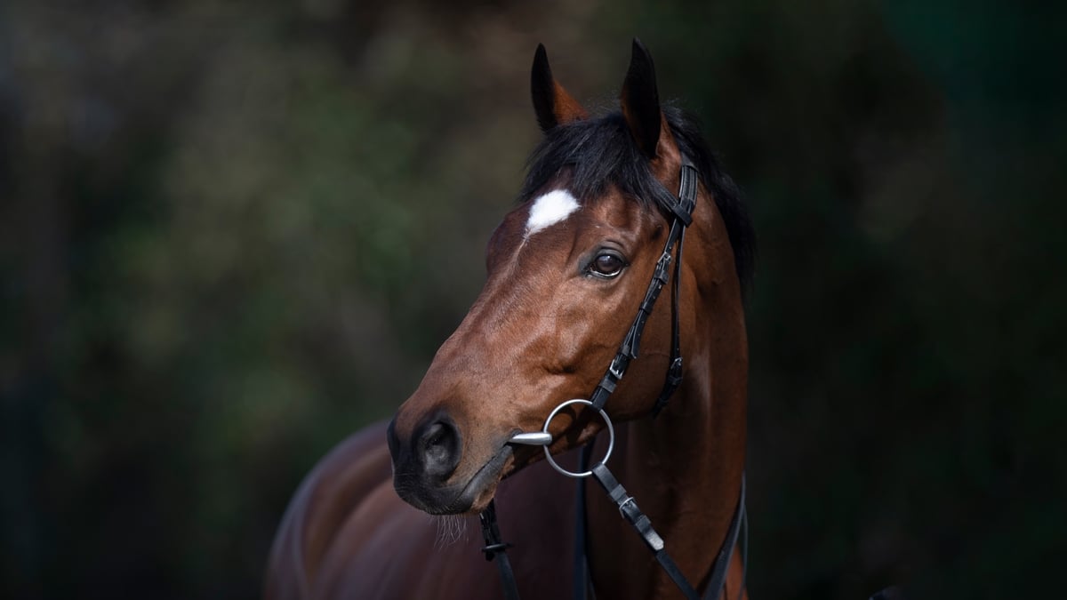 tiger roll training updates