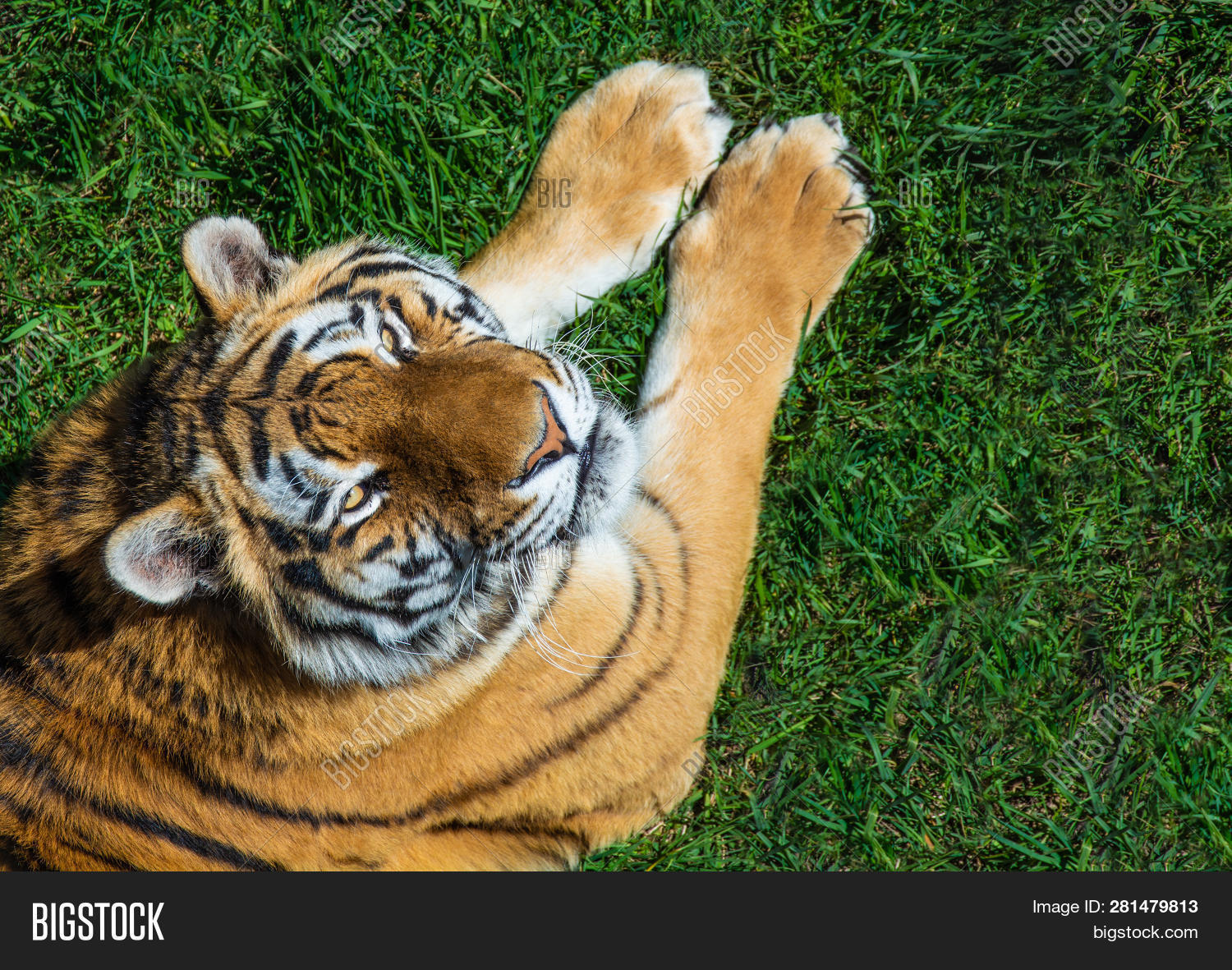 tiger top view 0012