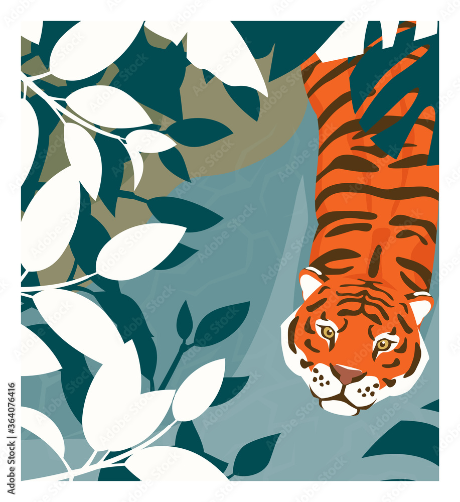 tiger top view 0017