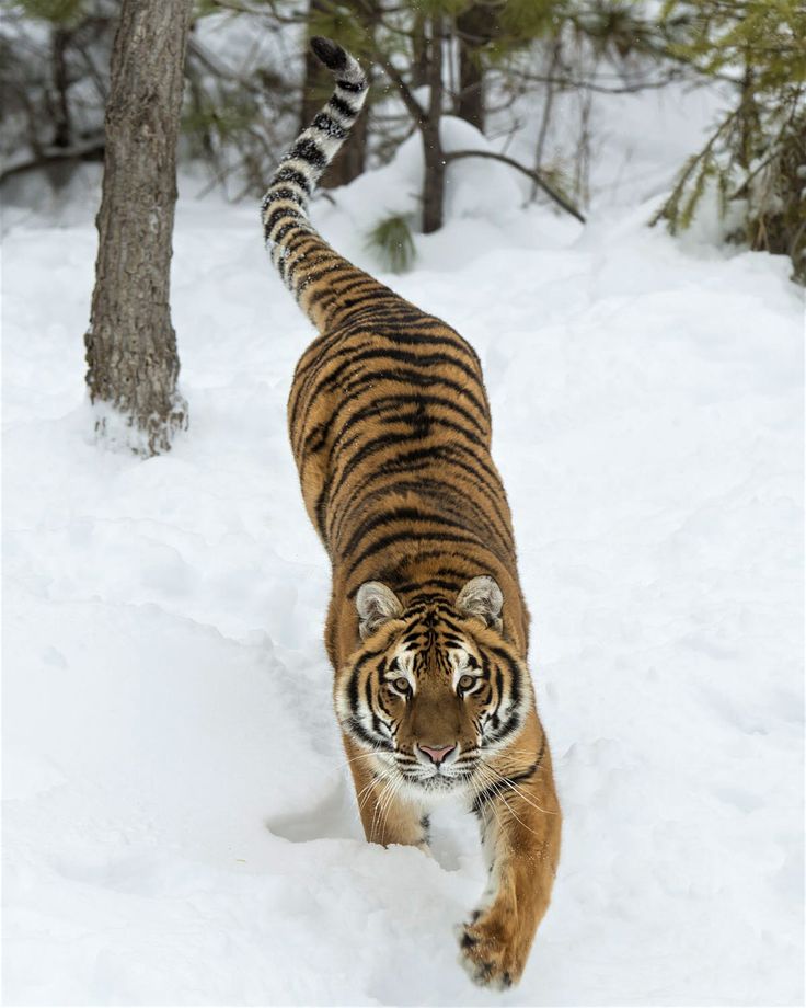 tiger top view 0024