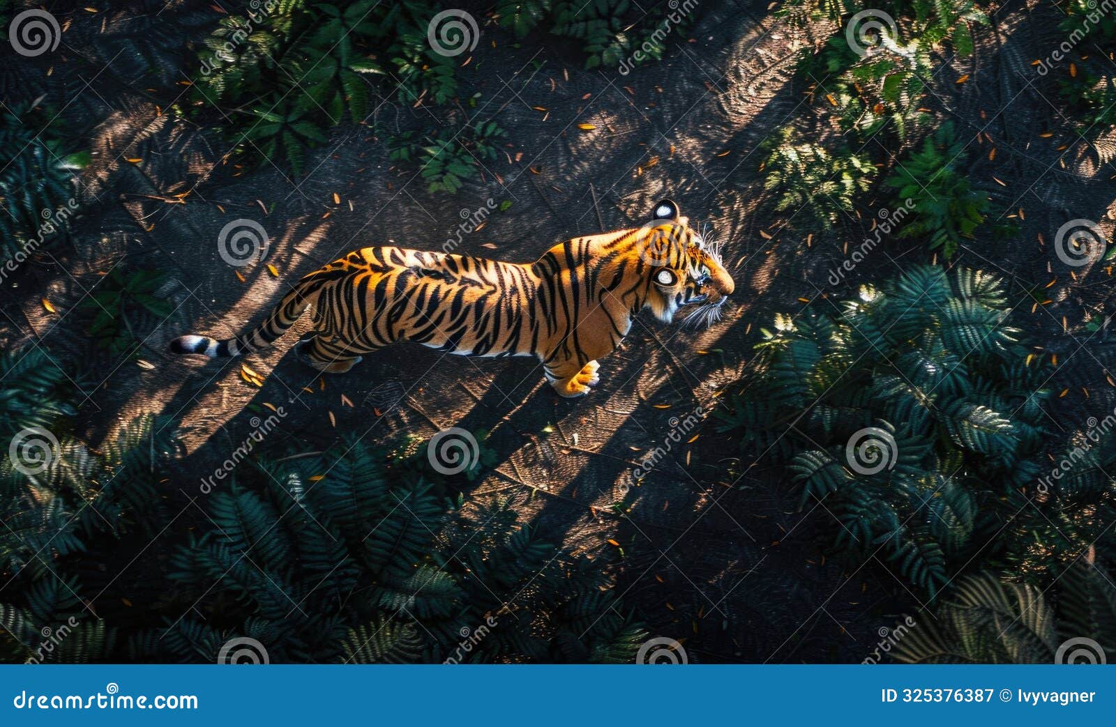 tiger top view 0028