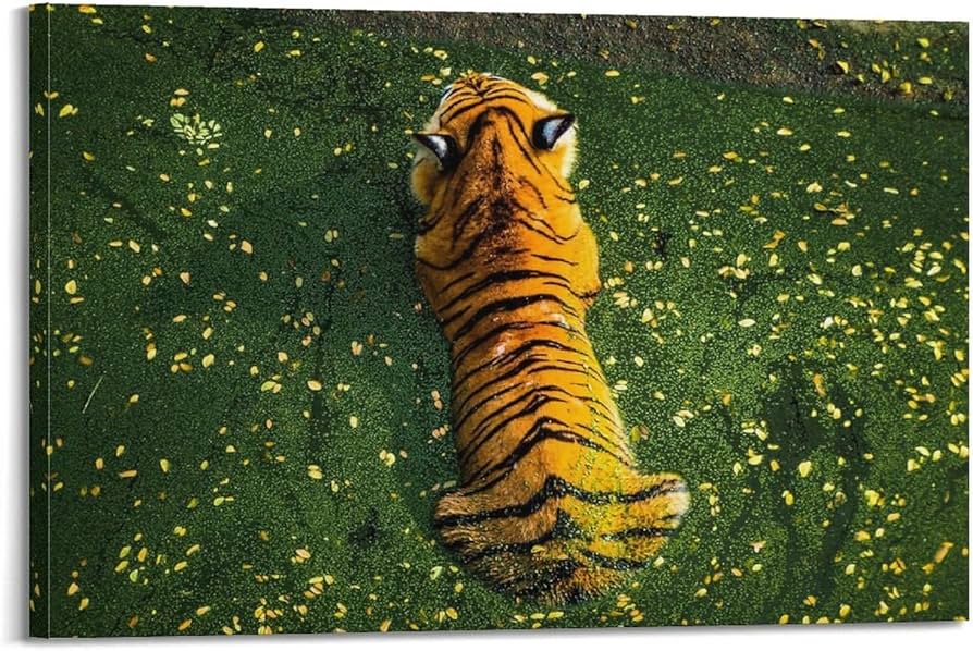 tiger top view 0032