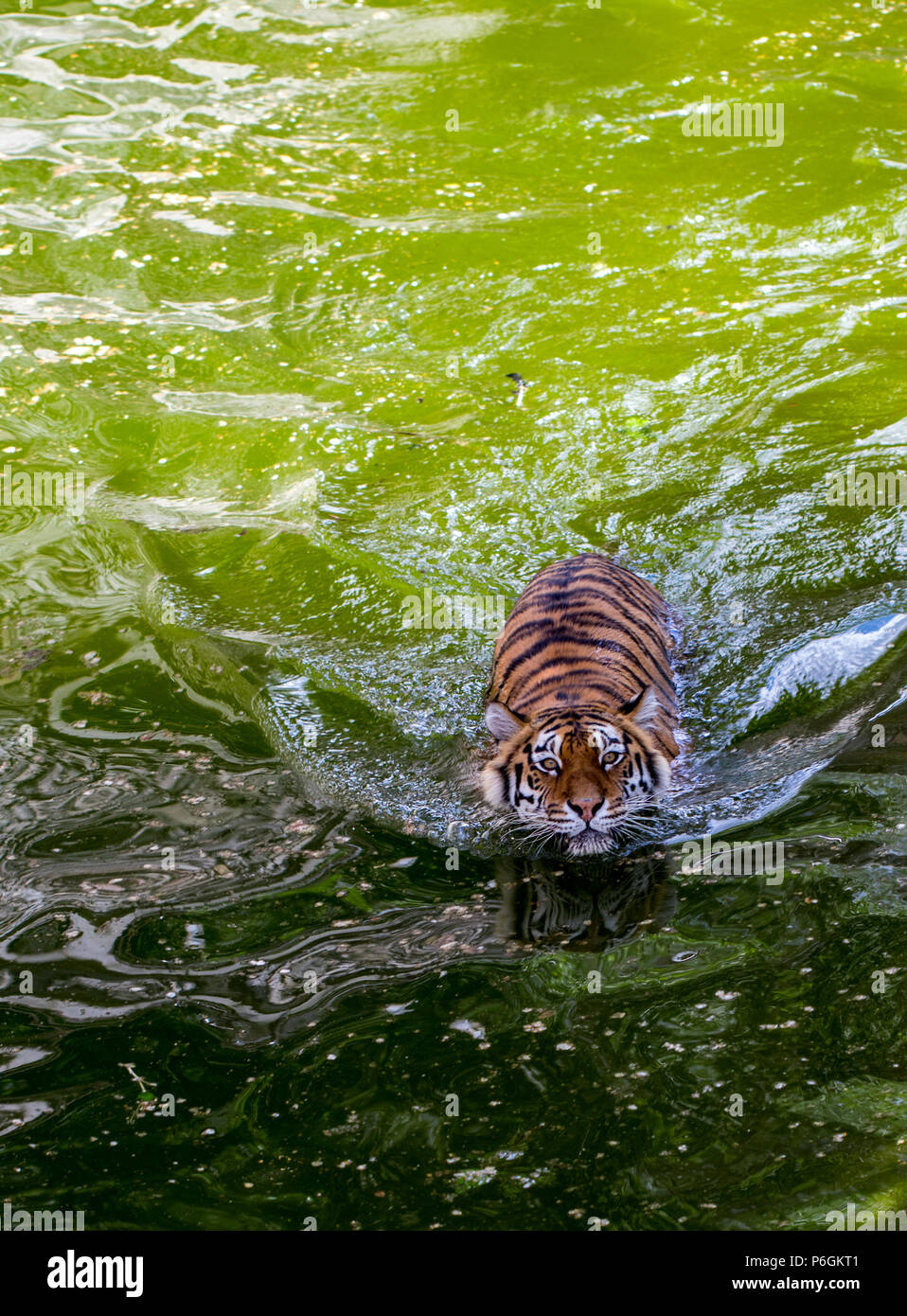 tiger top view 0035